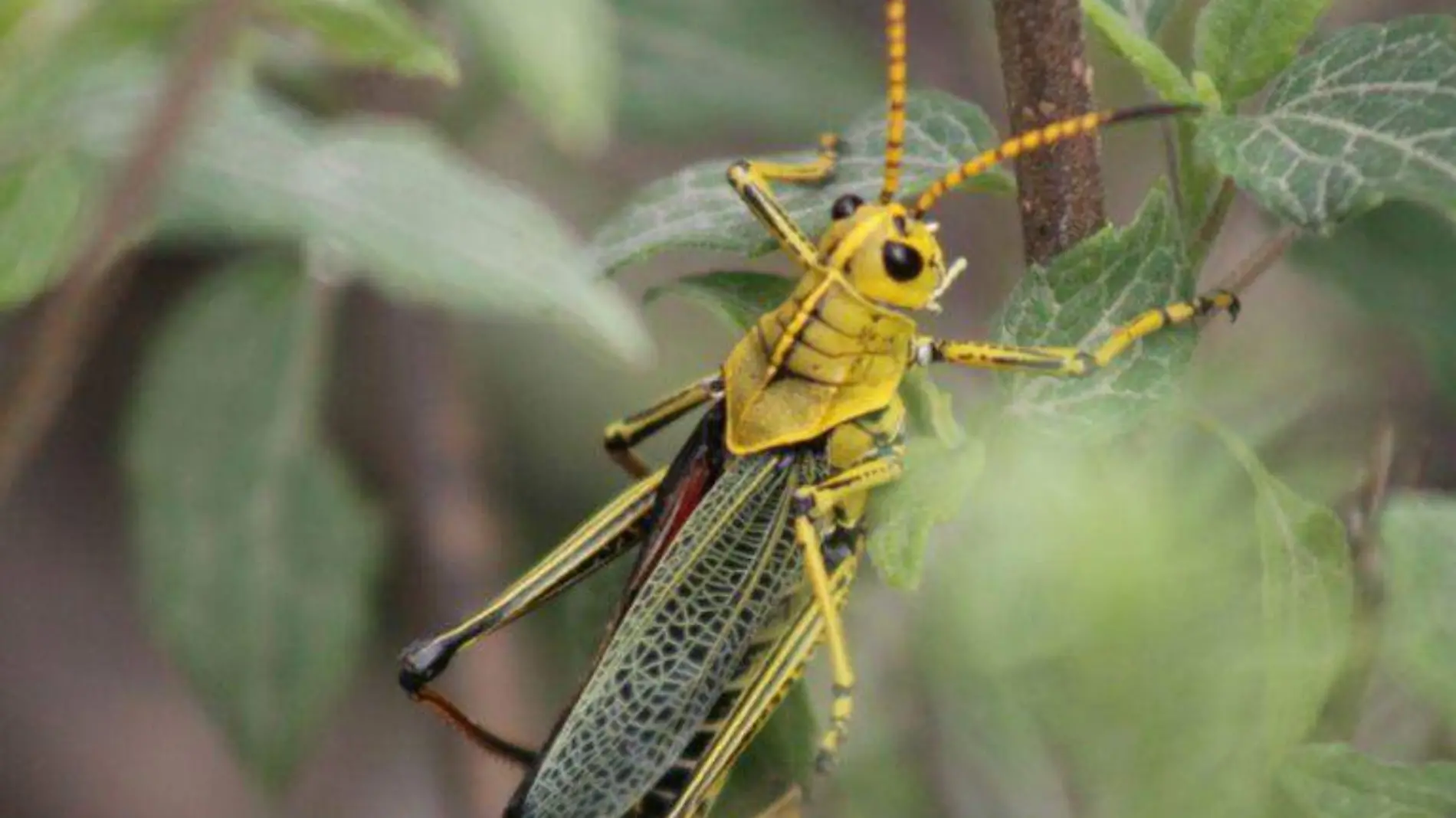 Romalea tamaulipensis Nohely Reyes